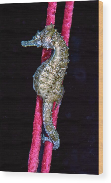 Lined Seahorse Wood Print featuring the photograph Seahorse on Gorgonian Coral by WAZgriffin Digital