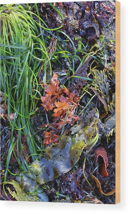 Beach Photography Wood Print featuring the photograph Seaweed Still Life by Kathleen Bishop