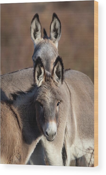 Wild Burro Wood Print featuring the photograph Seeing Double by Mary Hone