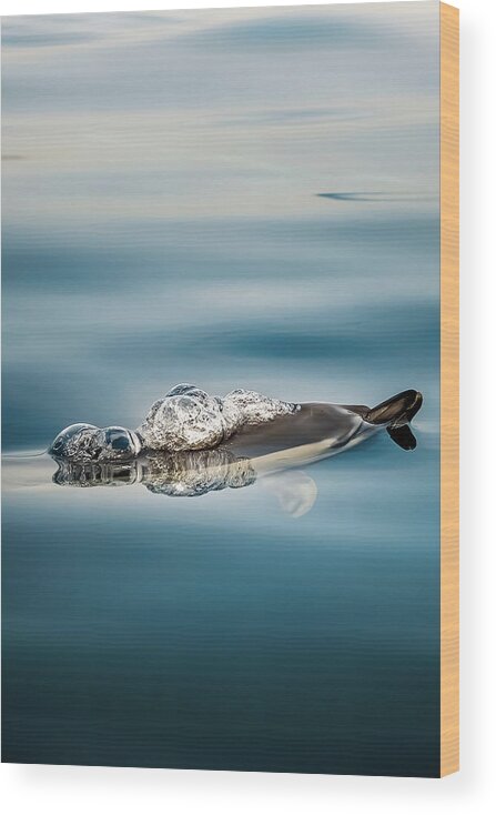Dolphin Wood Print featuring the photograph Serenity by Sina Ritter