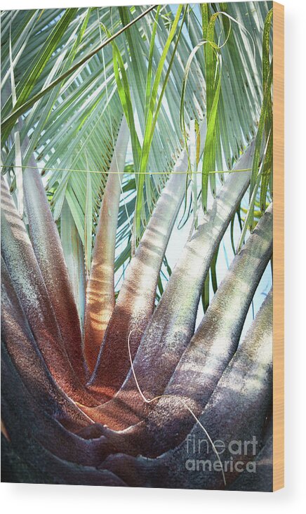 Palm Wood Print featuring the photograph Shapes of Hawaii 14 by Ellen Cotton