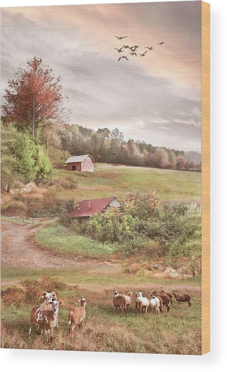 Animals Wood Print featuring the photograph Sheep on the Country Farm by Debra and Dave Vanderlaan