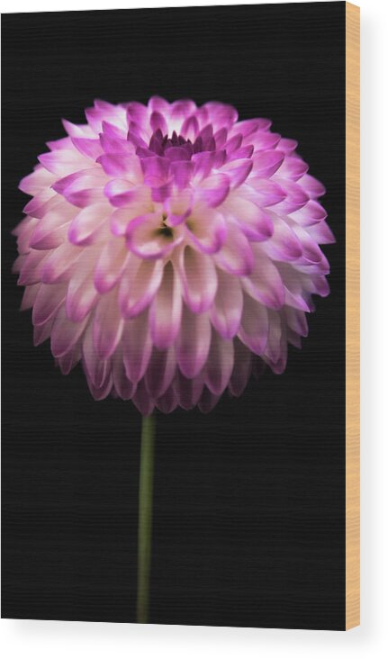 Dahlia Wood Print featuring the photograph Single and Beautiful by Sally Bauer