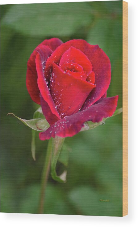 Red Rose Wood Print featuring the photograph Single Red Rose by Christina Rollo