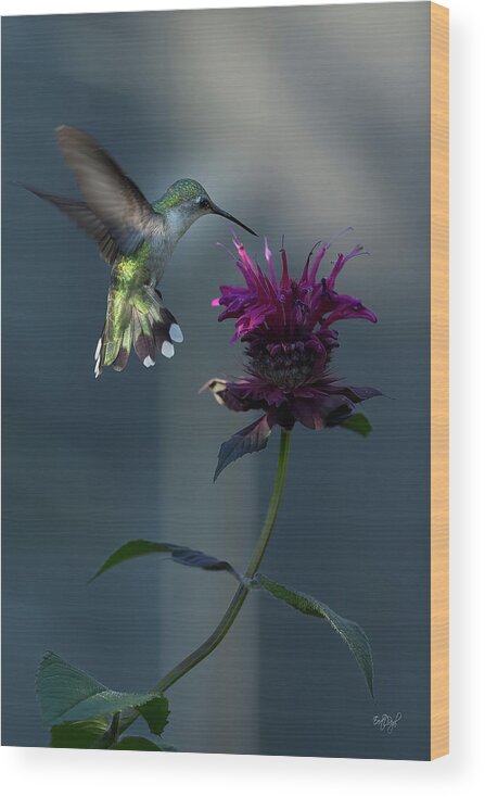 Hummingbird Wood Print featuring the photograph Smiles in the Garden by Everet Regal