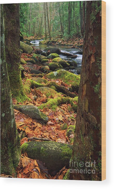 Autumn Wood Print featuring the photograph Smoky Mountains Stream wall art WA6601 by Mark Graf