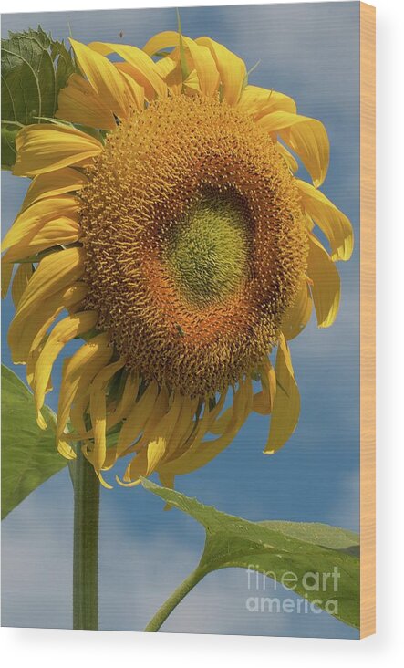 Sunflower Wood Print featuring the photograph Snagglepuss by Christine Belt