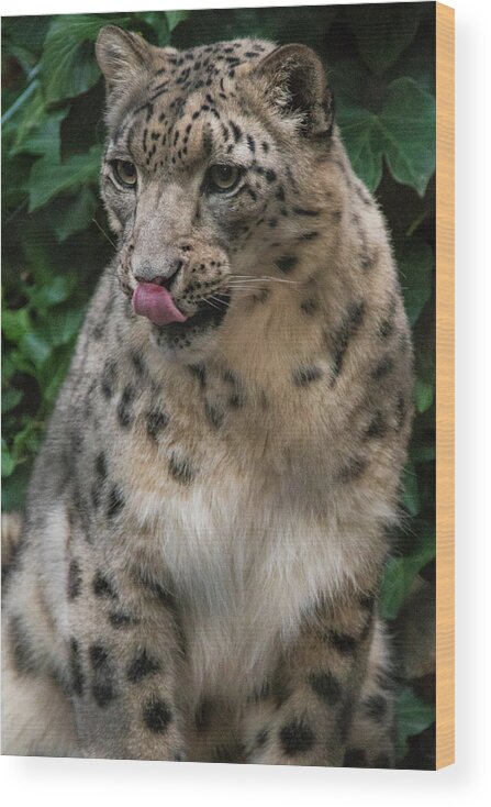 Zoo Boise Wood Print featuring the photograph Snow Leopard 1 by Melissa Southern