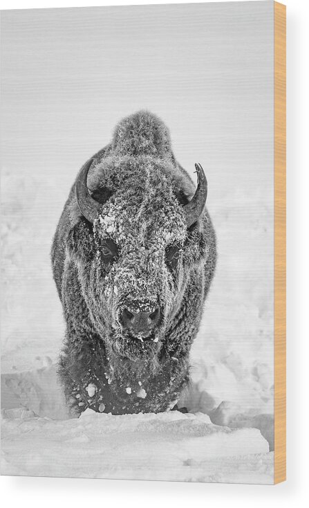 Bison Wood Print featuring the photograph Snowy Bison by D Robert Franz