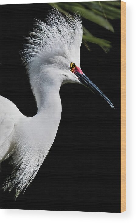 Egret Wood Print featuring the photograph Snowy Egret Hair Do by Ginger Stein