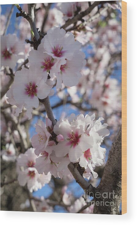 Soft Wood Print featuring the photograph Soft pink almond blossoms, spring awakening by Adriana Mueller