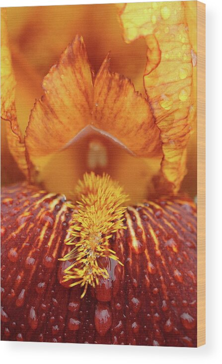 Flower Wood Print featuring the photograph Soggy Iris by Lens Art Photography By Larry Trager