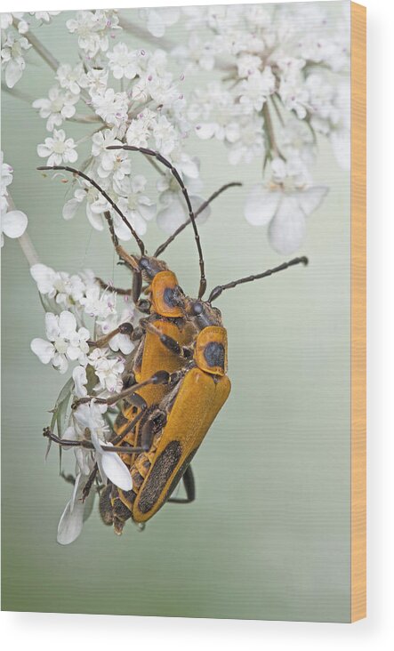 Coleoptera Wood Print featuring the photograph Soldier Beetles by Jim Zablotny