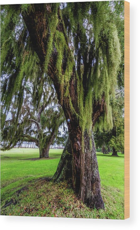 Tree Wood Print featuring the photograph Spanish Moss in the Trees by Debra and Dave Vanderlaan