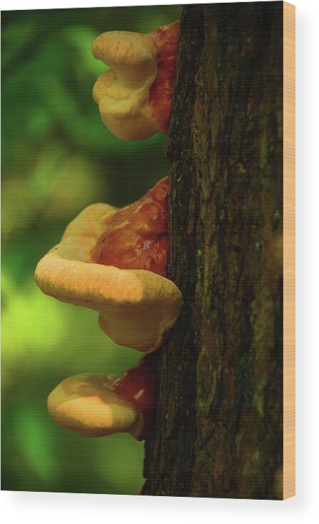 Spring Mushrooms Wood Print featuring the photograph Spring Mushrooms by Raymond Salani III
