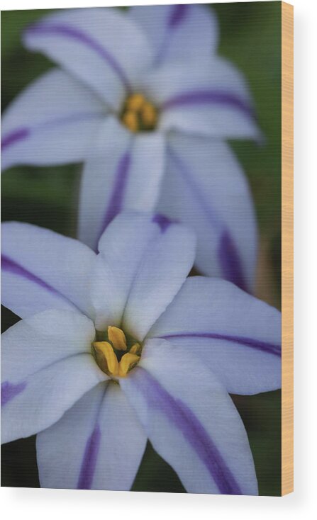 Star Flower Wood Print featuring the photograph Spring Star Flower by Rachel Morrison