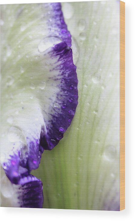 Flower Wood Print featuring the photograph Sprinkled With Rain by Lens Art Photography By Larry Trager
