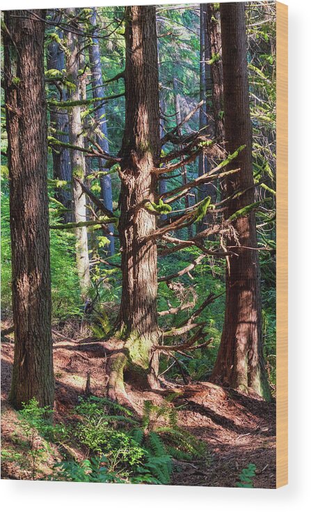 Redmond Watershed Preserve Wood Print featuring the photograph Squirrel Trail I-2022.10.1 by Phyllis McDaniel
