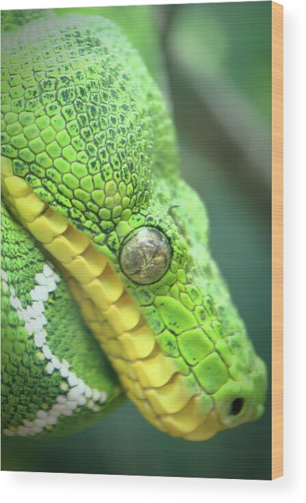 Green Wood Print featuring the photograph Ssssssssss by Lens Art Photography By Larry Trager