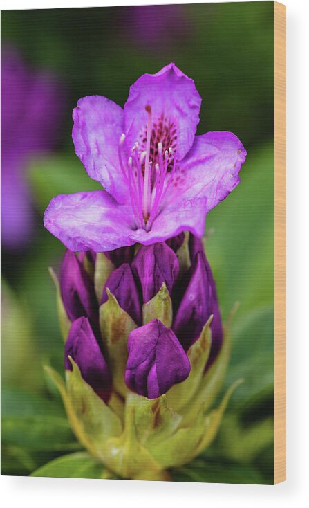 Rhododendron Wood Print featuring the photograph Starting to Bloom by Aashish Vaidya