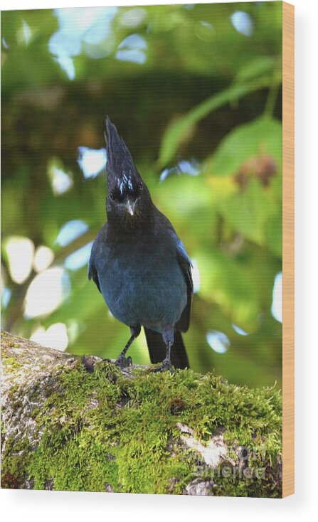 Bird Wood Print featuring the photograph Steller's Jay Staredown by Gayle Swigart