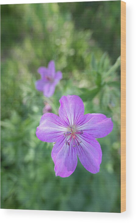 Wildflower Wood Print featuring the photograph Sticky Purple Geranium by Phil And Karen Rispin