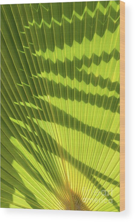 Palm Leaf Wood Print featuring the photograph Structure of green palm leaf with shadows 2 by Adriana Mueller