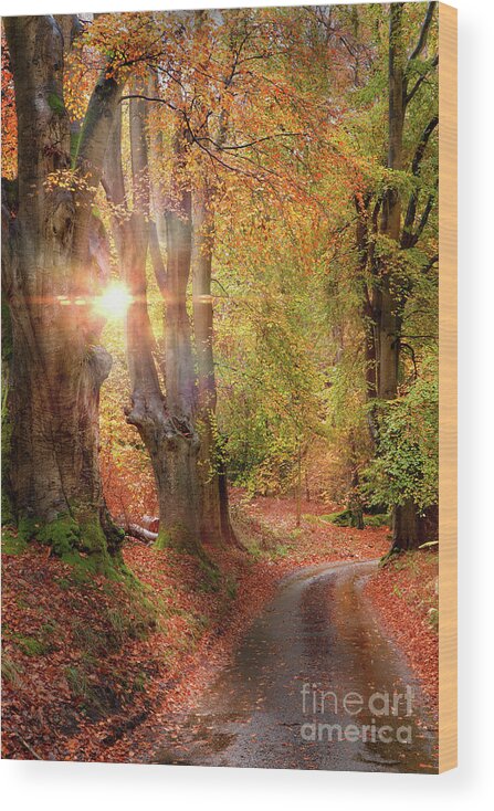 Autumn Wood Print featuring the photograph Stunning autumn forest road at sunrise in Norfolk by Simon Bratt