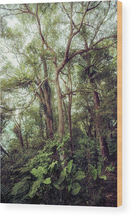 Forest Wood Print featuring the photograph Subtropical Forest by Alexander Kunz