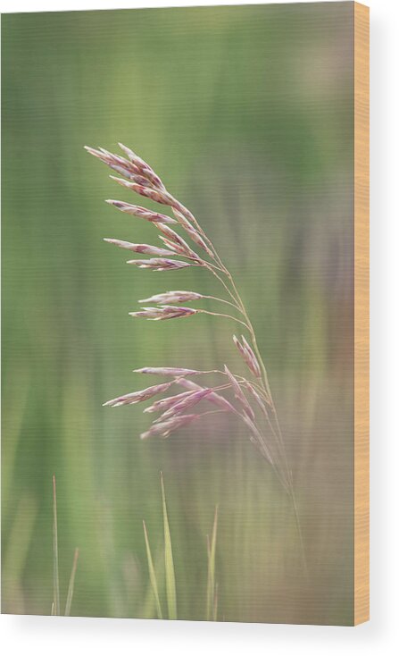 Agriculture Wood Print featuring the photograph Summer hay seeds by Karen Rispin
