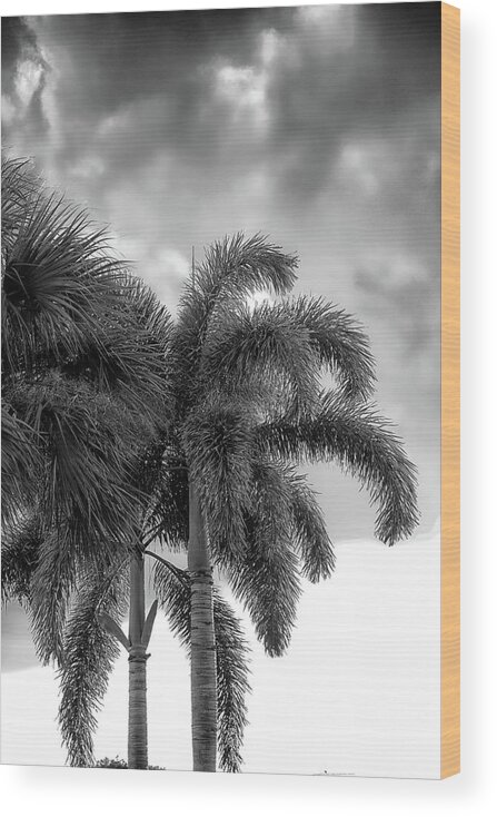 Palms Wood Print featuring the photograph Sun and Clouds Behind Palms by Alan Goldberg