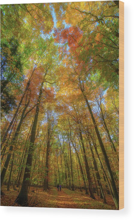 Glen Arbor Wood Print featuring the photograph Sunbeam Illuminating An Autumn Canopy by Owen Weber