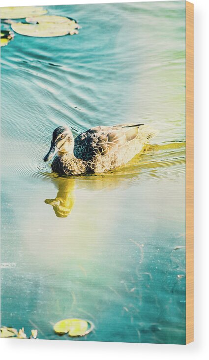 Duck Wood Print featuring the photograph Sunflared duck lake by Jorgo Photography