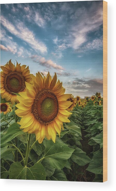 Sunflower Wood Print featuring the photograph Sunflower Awakening by Tricia Louque