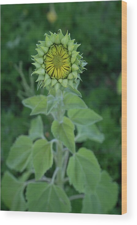 Sunflower Wood Print featuring the photograph Sunflower Bud by Carolyn Hutchins