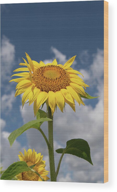 Sunflower Wood Print featuring the photograph Sunflower by Carolyn Hutchins