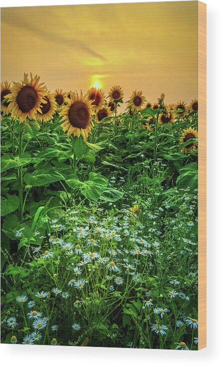Sunflowers Wood Print featuring the photograph Sunflowers a3994 by Greg Hartford