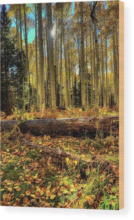 Fall Wood Print featuring the photograph Sunlight through Fall Forest by Chance Kafka