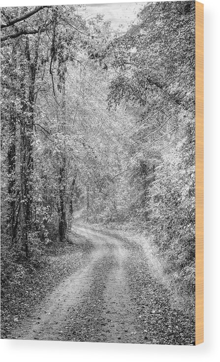 Black Wood Print featuring the photograph Sunlit Autumn Trails II Black and White by Debra and Dave Vanderlaan