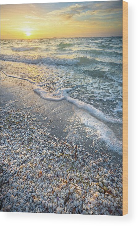 Starfish Wood Print featuring the photograph Sunrise Seashells At Sanibel Island Florida. by Jordan Hill
