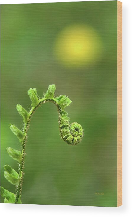 Fern Wood Print featuring the photograph Sunrise Spiral Fern by Christina Rollo