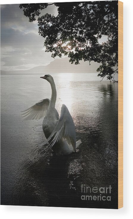 England Wood Print featuring the photograph Sunrise Swan, Ullswater by Tom Holmes Photography