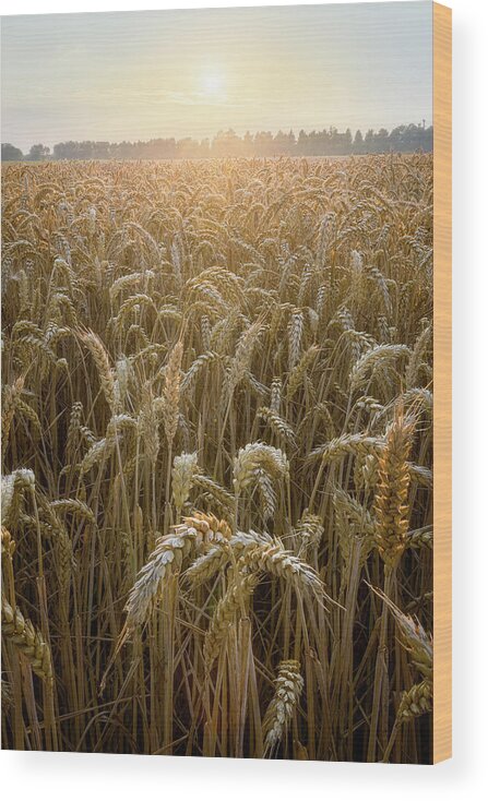 Golden Wood Print featuring the photograph Sunset in a wheat field by Patrick Van Os