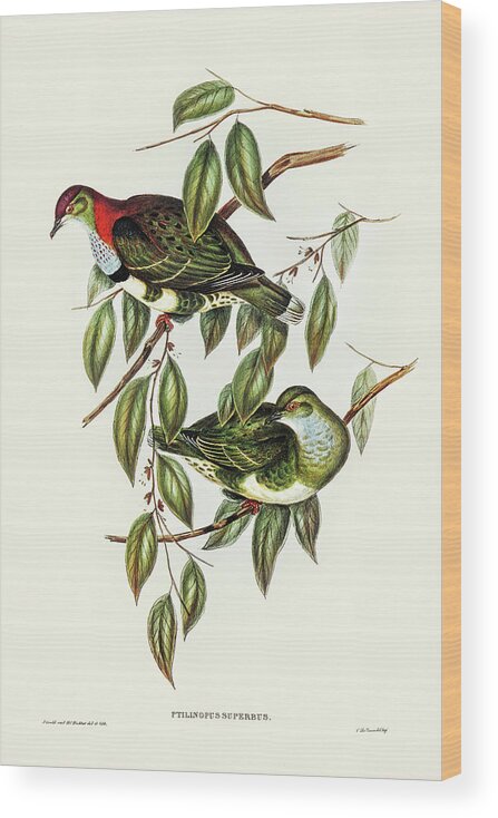 Superb Fruit Pigeon Wood Print featuring the drawing Superb Fruit Pigeon, Ptilinopus superbus by John Gould