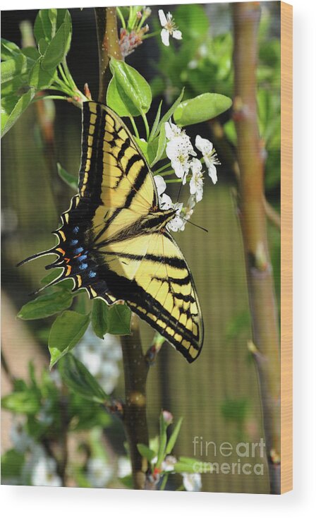 Animal Wood Print featuring the photograph Swallowtail Butterfly is enjoying feeding on a spring blossom by Gunther Allen