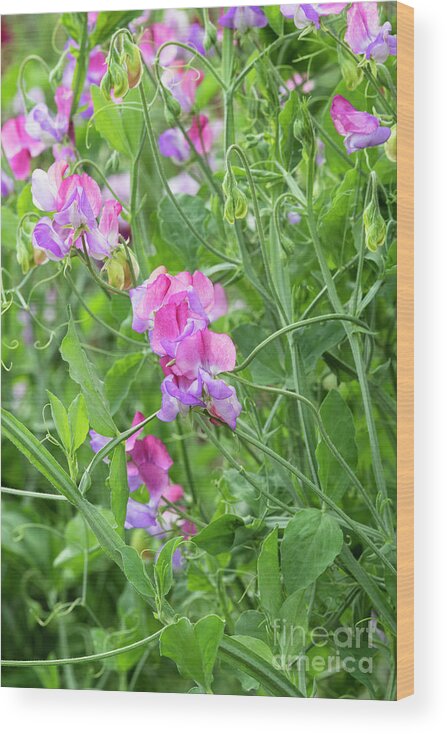 Sweet Pea Wood Print featuring the photograph Sweet Pea Fire and Ice by Tim Gainey