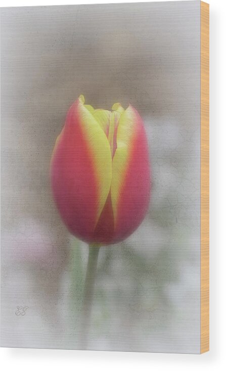 Tulip Wood Print featuring the photograph Bi-coloured Tulip 2 by Elaine Teague