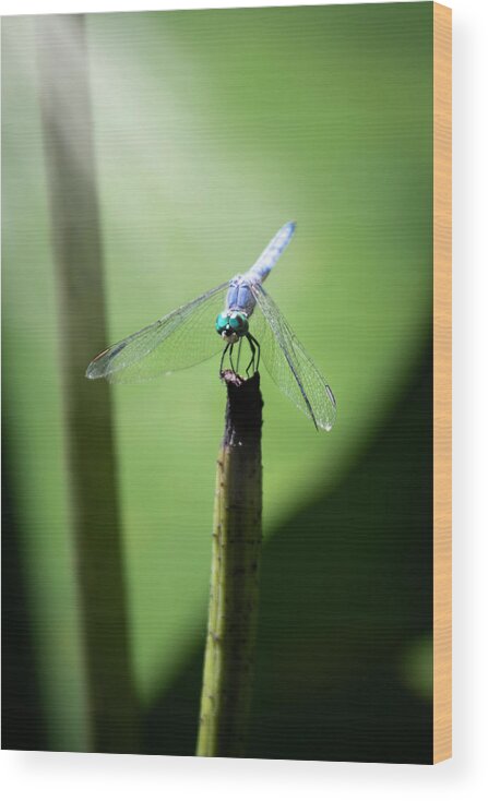 Dragonfly Wood Print featuring the photograph Take A Bow by Gary Geddes