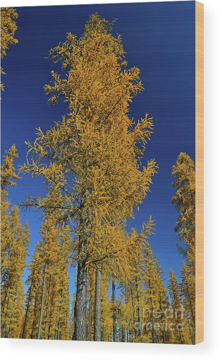 Tamarack Wood Print featuring the photograph Tamarack/Larch trees by Cindy Murphy