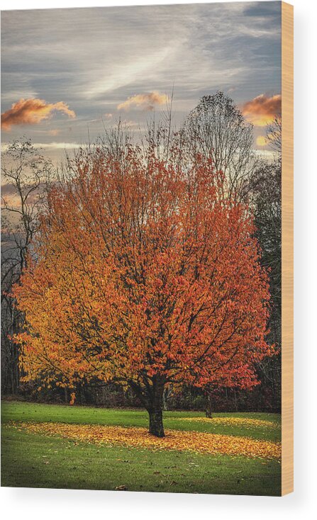 Andrews Wood Print featuring the photograph The Beauty of Maple Trees by Debra and Dave Vanderlaan